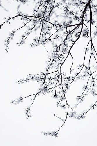 Minimalist blossom branch in black and white | Fine art nature photography