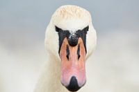 Portrait d'un cygne