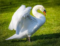 die Verteidigung des Schwans