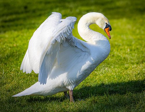 la défense du cygne