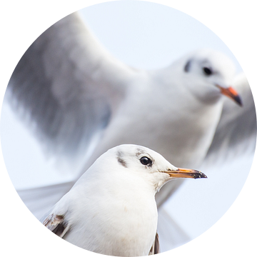 Kokmeeuwen in Arnhem