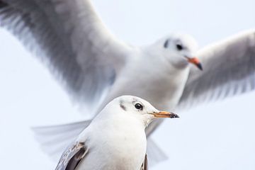 Kokmeeuwen in Arnhem van Danny Slijfer Natuurfotografie