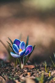 Krokus von Tessa in Focus