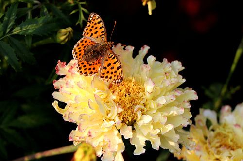 Papillon spécial sur la fleur jaune