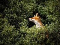 Curious fox