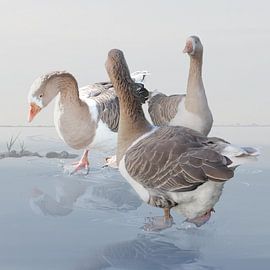 Geese walking and wading through the water by Carla Baartman - Fun and Digital Art