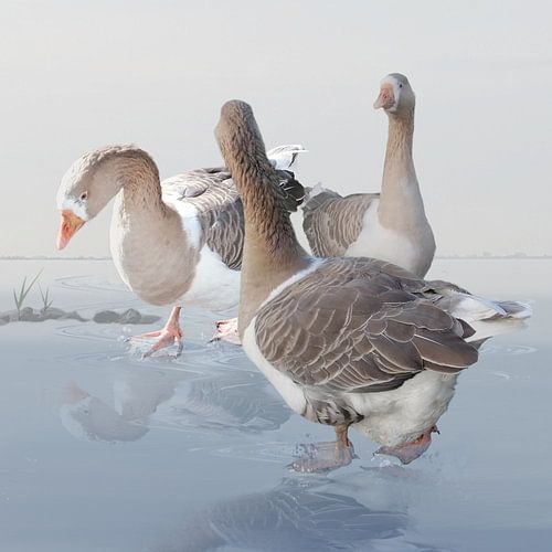 Ganzen stappend en wadend door het water