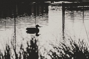 Een eend in een Lijnenspel (zwart-wit) van Images by Saskia - Foto & Film