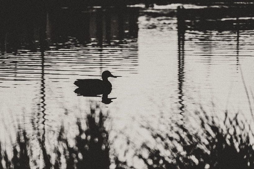 A duck in a pattern of lines (black and white) by Images by Saskia - Foto & Film