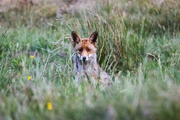 Le Renard sur WILBERT HEIJKOOP photography