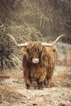 Majestueuze Hooglander in de Winterse Wildernis van Bas Meelker