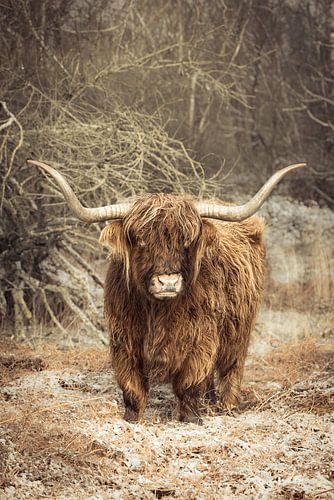 Majestueuze Hooglander in de Winterse Wildernis