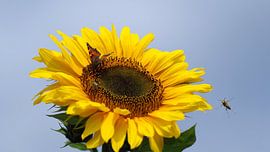 Sonnenenergie  von Vera Laake