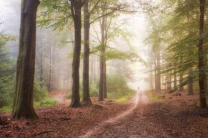 Laufen im Nebel