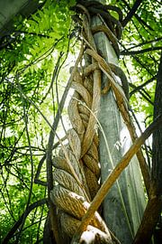 Verflochtene Stärke – Die Natur im Einklang von InfiniteArtLabs