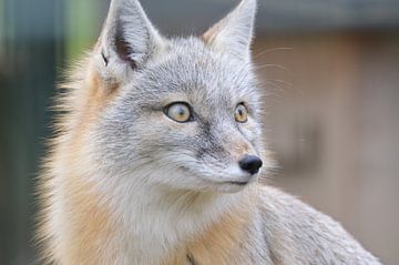 Steppe fox by Pascal Engelbarts