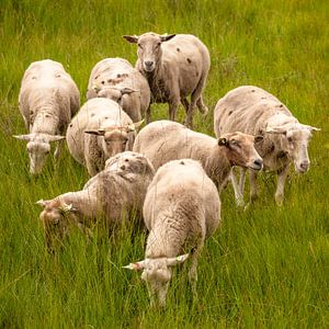 Acht Schafe im hohen und frischen grünen Gras von Michel Seelen