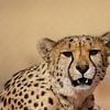 Gepard (Acinonyx jubatus) von Dirk Rüter