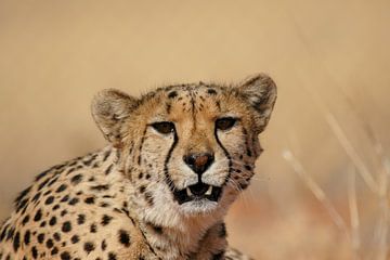 Gepard (Acinonyx jubatus)