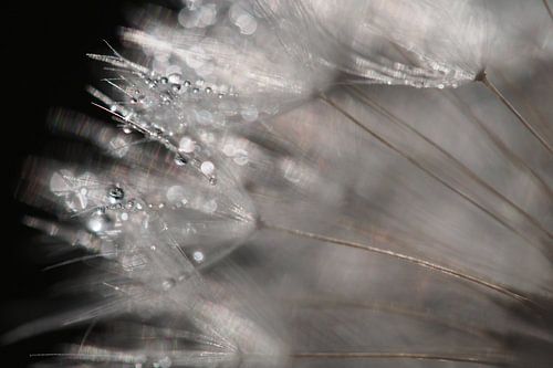 Bedauwde paardenbloem