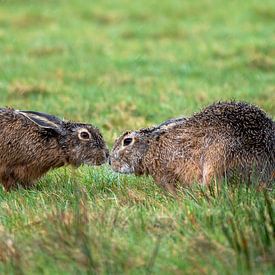 Sniffing hares after a rainstorm by Ronald Timmer