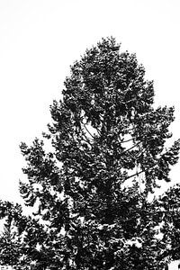 Nadelbaum-Spitze mit schneebedeckten Spitzen