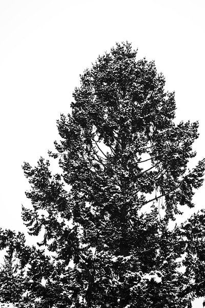 Coniferous tree top with snow covered tips by Jörg Hausmann