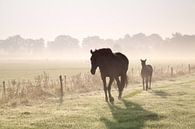 Walking in the mist van Olha Rohulya thumbnail