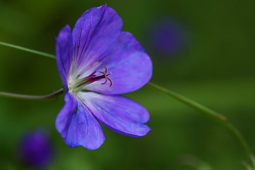 Blüte der Geranie, kultivierte Form mit lilablauen Blütenblättern, Makroaufnahme mit Fokus auf Stemp