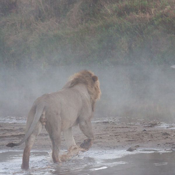 Lion dans le brouillard par Eric van Duijn