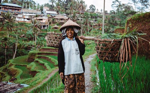 Een rijstplukker op Bali (Indonesie).