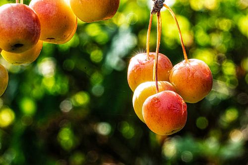 Sierappeltjes van jacky weckx