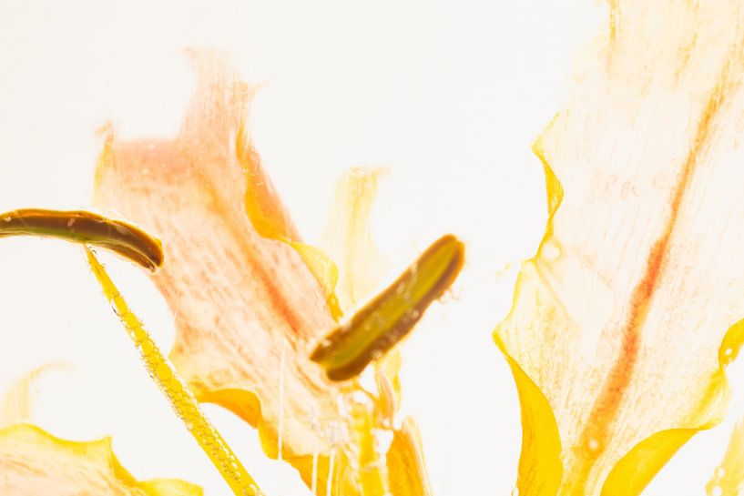 Gloriosa in ice 3 by Marc Heiligenstein