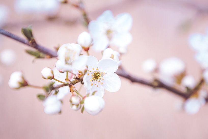 Rose par Annette Prinssen