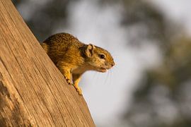 tree squirrel by Marijke Arends-Meiring