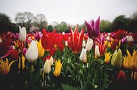 Tulpen uit Amsterdam van Thomas van der Willik thumbnail