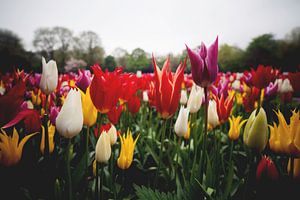 Tulpen uit Amsterdam van Thomas van der Willik