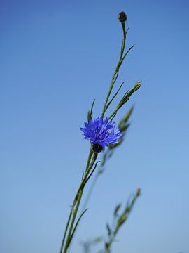 Korenbloem luchtig blauw van Anouk Beunen