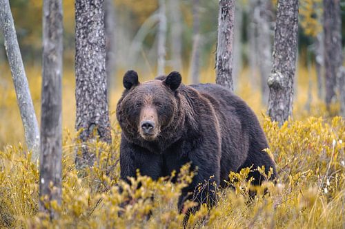 Braunbär im finnischen Herbst