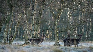 Fallow deer in nature reserve by Dirk van Egmond