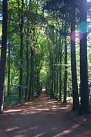 There's light at the end of the forest path.
