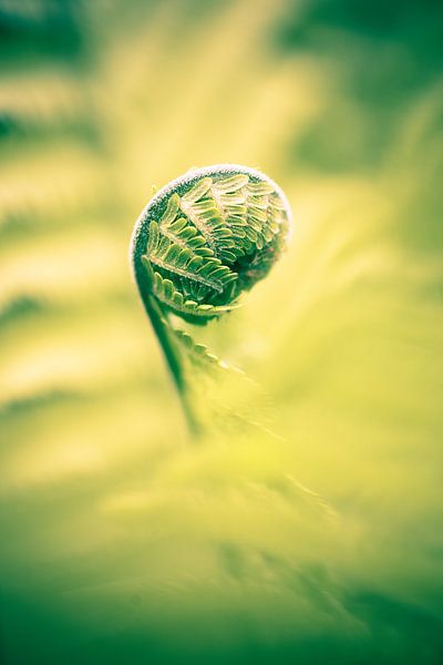 Young fern by Jo Van Herck