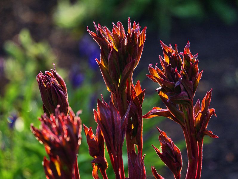 La progéniture par Edgar Schermaul