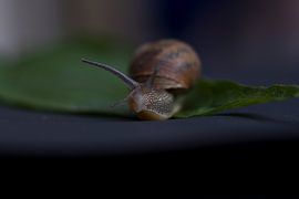 met een slak-ken-gang..... van hetty'sfotografie