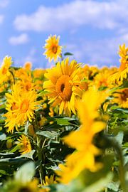 Sonnenblumen von Studio  Milaan