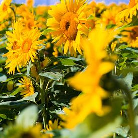 Zonnenbloemen van Studio  Milaan