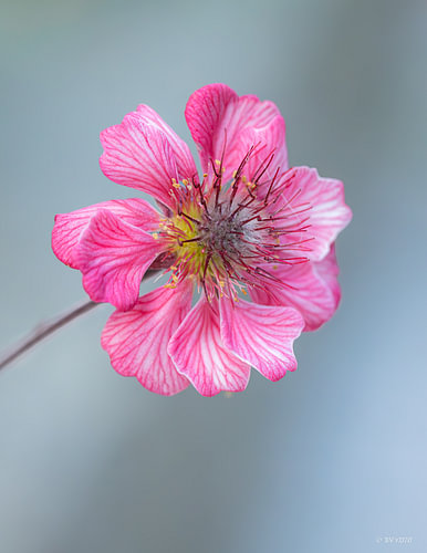 Fleur : Centaurée penchée rose