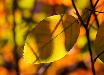 Autumn Leaf by Bo Valentino