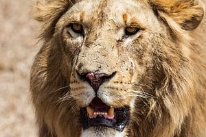 Serengeti-Löwe von Ronne Vinkx