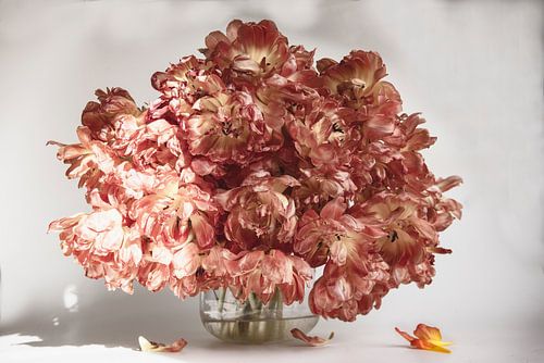 Hochkarätige Tulpen